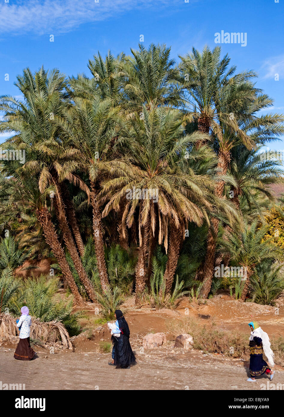 Dattelpalme (Phoenix dactylifera), Indianer in einem Palm Oasis, Marokko, Souss-Massa-DaraÔ Stockfoto