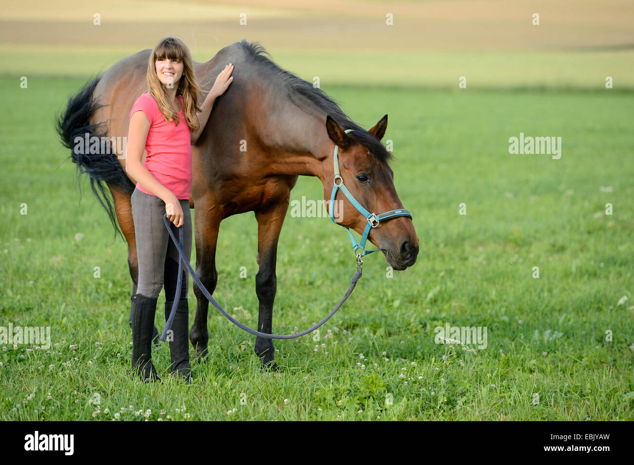 Hannoveraner Pferd, deutsches Warmblut (Equus Przewalskii F. Caballus), junges Mädchen mit Pferd auf einer Wiese, Deutschland Stockfoto