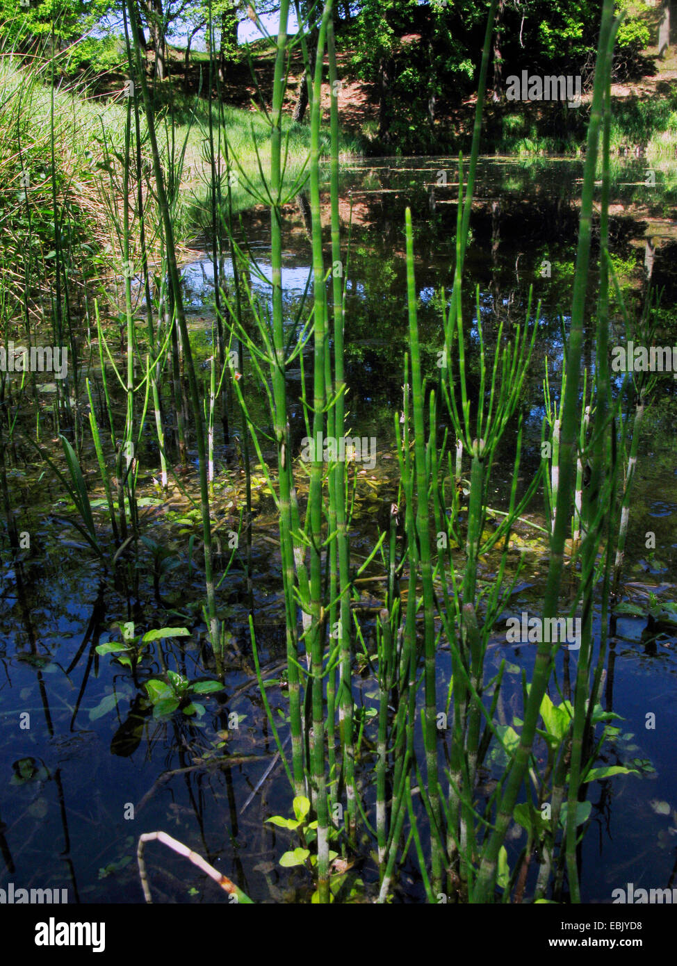WasserSchachtelhalm, SumpfSchachtelhalm (Equisetum fluviatile), in