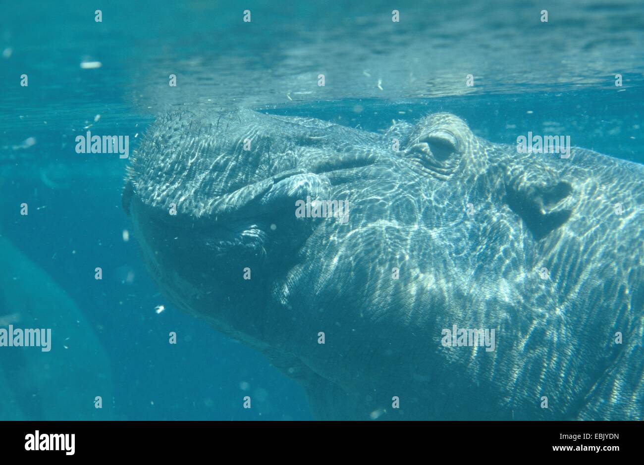 Nilpferd, Nilpferd, gemeinsame Flusspferd (Hippopotamus Amphibius), Unterwasser Portrait, atmen an der Wasseroberfläche Stockfoto