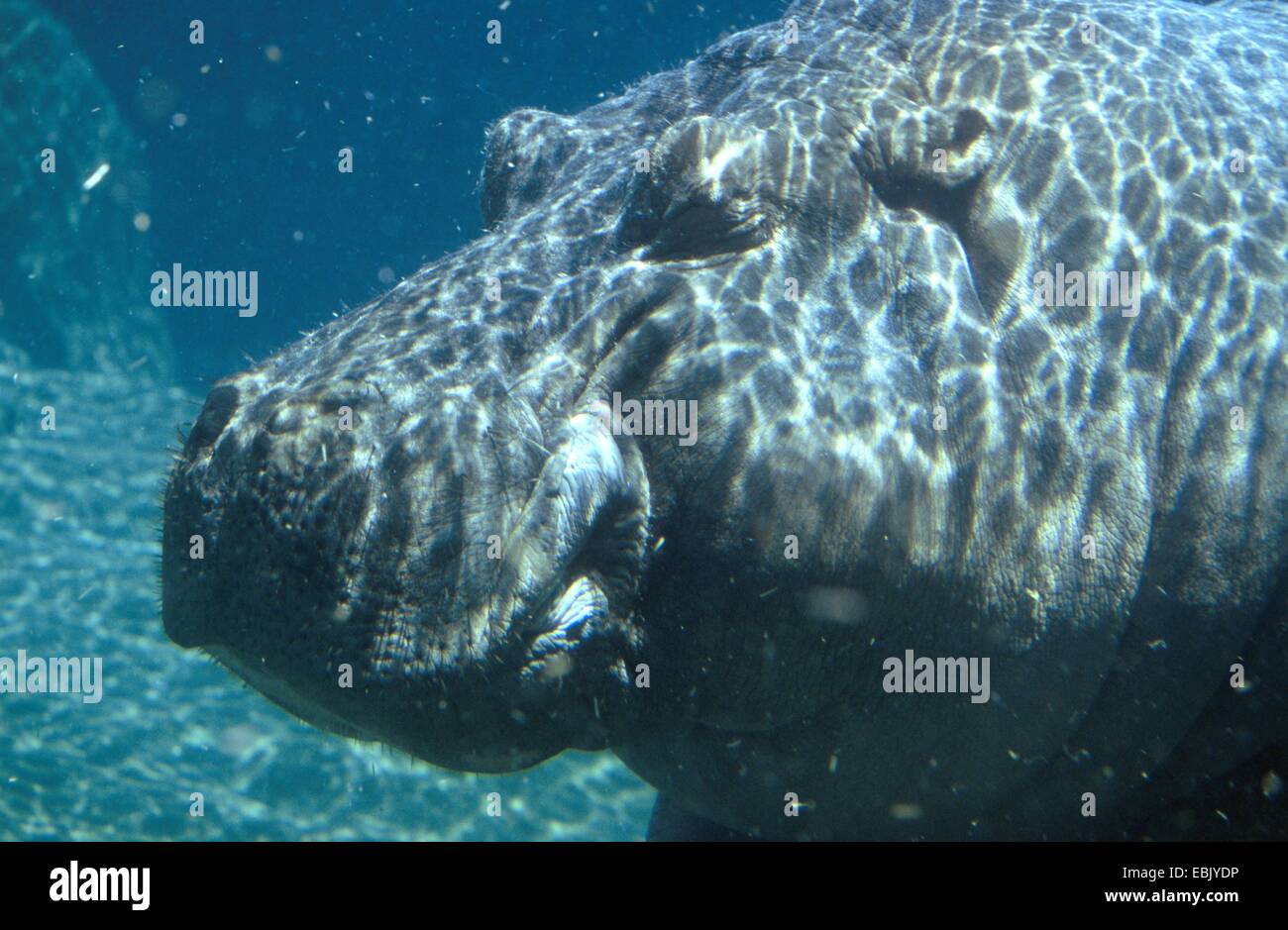 Nilpferd, Nilpferd, gemeinsame Flusspferd (Hippopotamus Amphibius), Unterwasser portrait Stockfoto