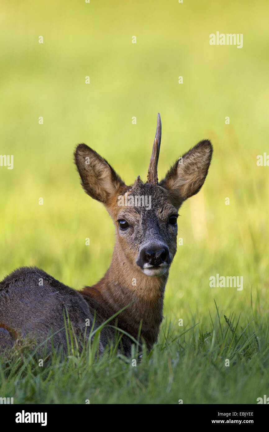 Reh (Capreolus Capreolus), buck ein einzelnes Horn auf einer Wiese, Deutschland, Schleswig-Holstein Stockfoto