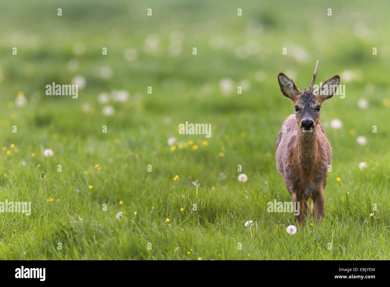 Reh (Capreolus Capreolus), buck mit nur einem Horn in einem