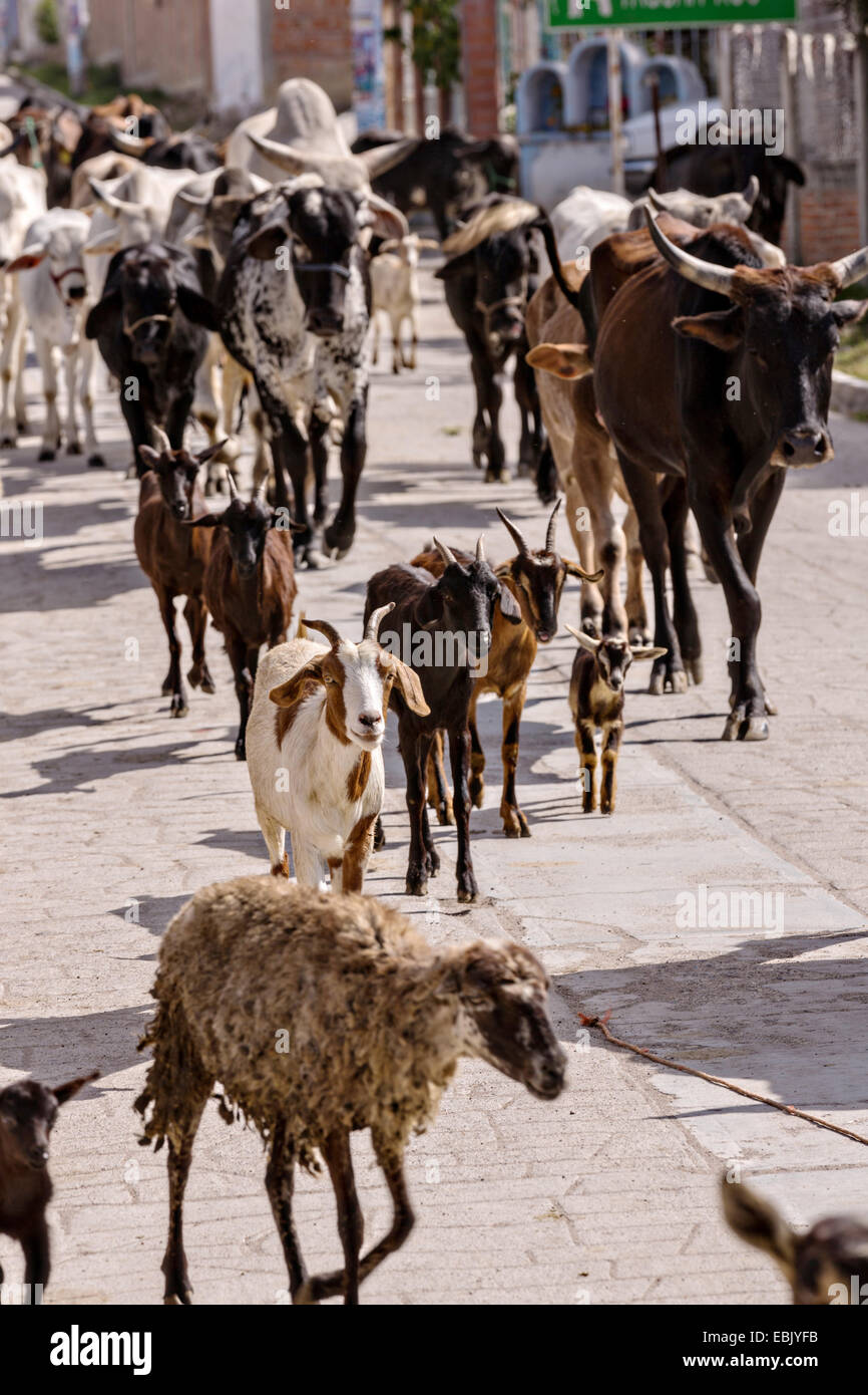 Eine Mischung aus Rindern, Ziegen und Schafe sind unten eine Dorfstraße von mexikanischen Cowboys 5. November 2014 in beherbergt, Mexiko getrieben. Stockfoto