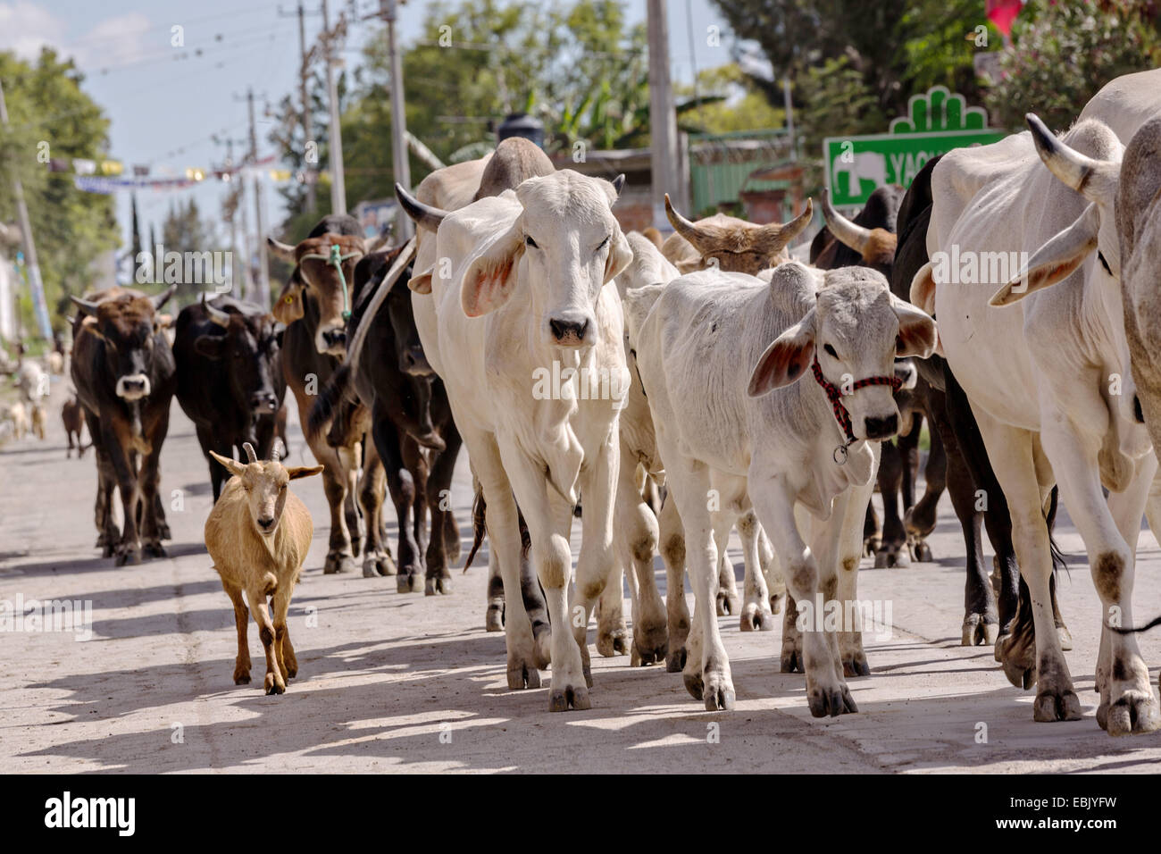 Eine Mischung aus Rindern, Ziegen und Schafe sind unten eine Dorfstraße von mexikanischen Cowboys 5. November 2014 in beherbergt, Mexiko getrieben. Stockfoto