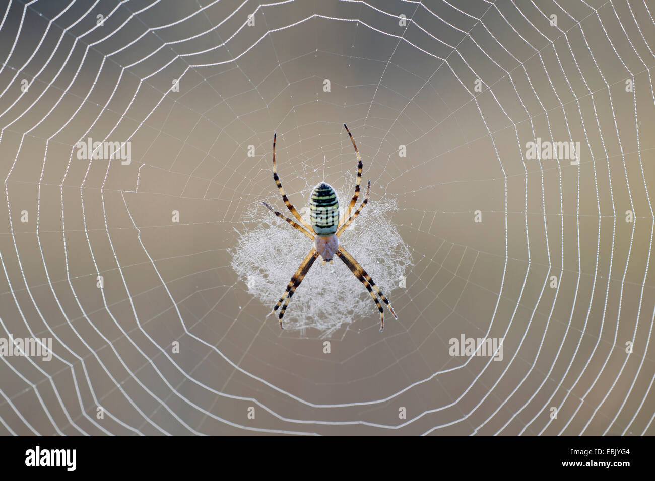 schwarz-gelbe Argiope, schwarz und gelb Kreuzspinne (Argiope Bruennichi), Weibchen in das Spinnennetz, Deutschland, Schleswig-Holstein Stockfoto