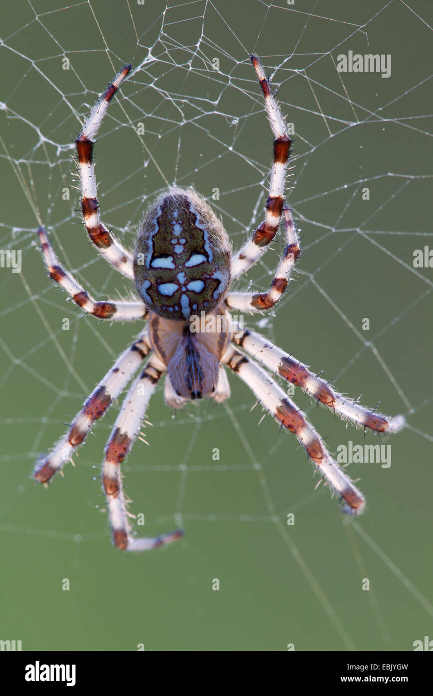 Fourspotted Orbweaver (Araneus Quadratus), weibliche sitzen im Spinnennetz, Deutschland, Schleswig-Holstein Stockfoto