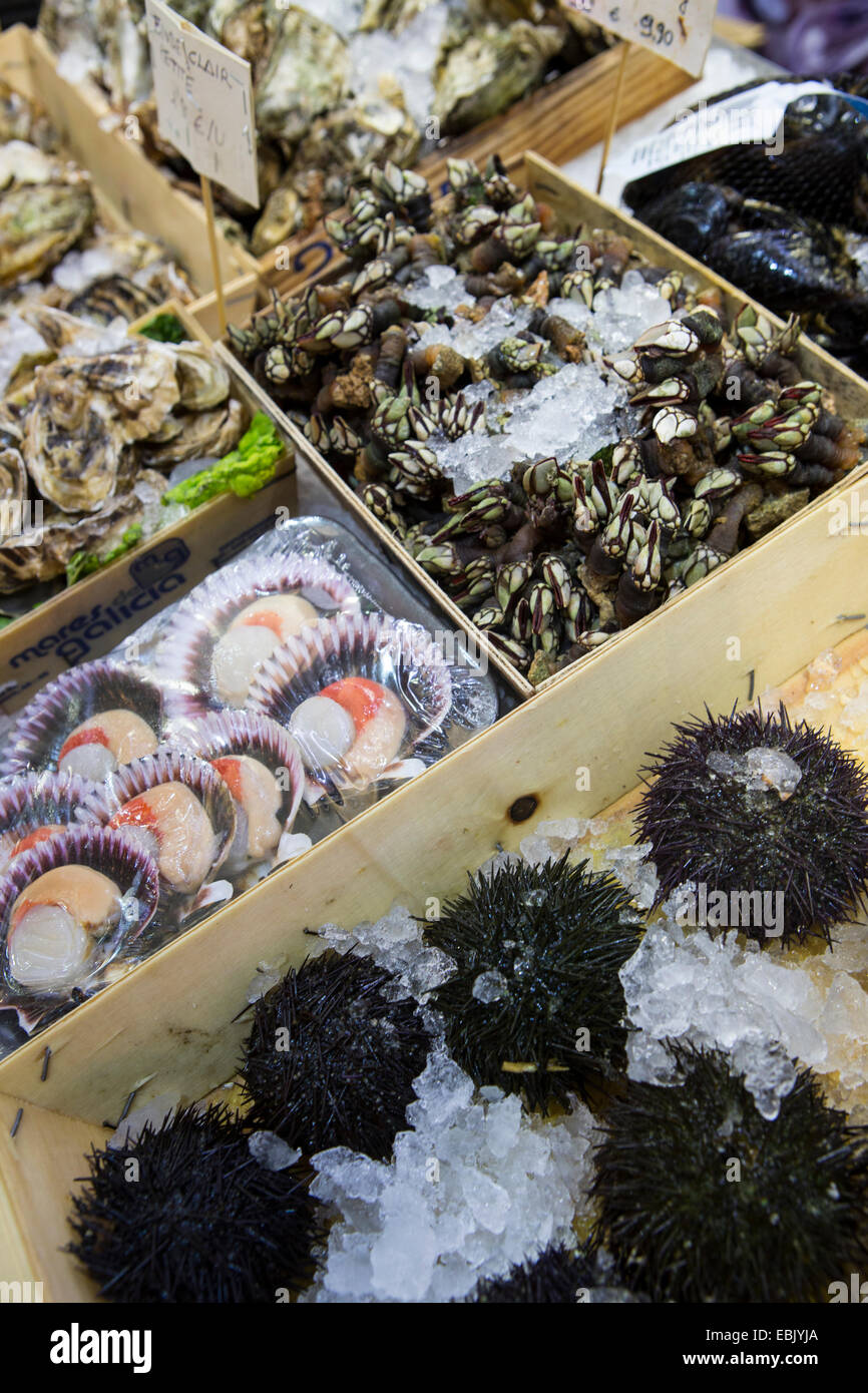 Marktstand mit Muscheln und Seeigel, Mallorca, Spanien Stockfoto
