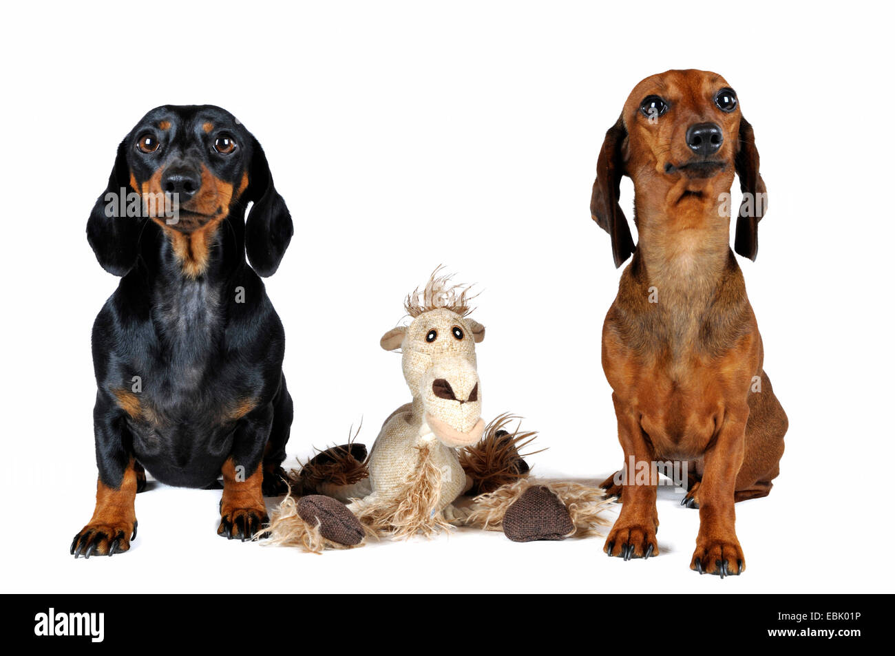 Kurzhaar-Dackel Kurzhaar-Dackel, Haushund (Canis Lupus F. Familiaris), zwei kurzhaarigen Dackel mit einem Spielzeug in ihre Mitte, Deutschland Stockfoto