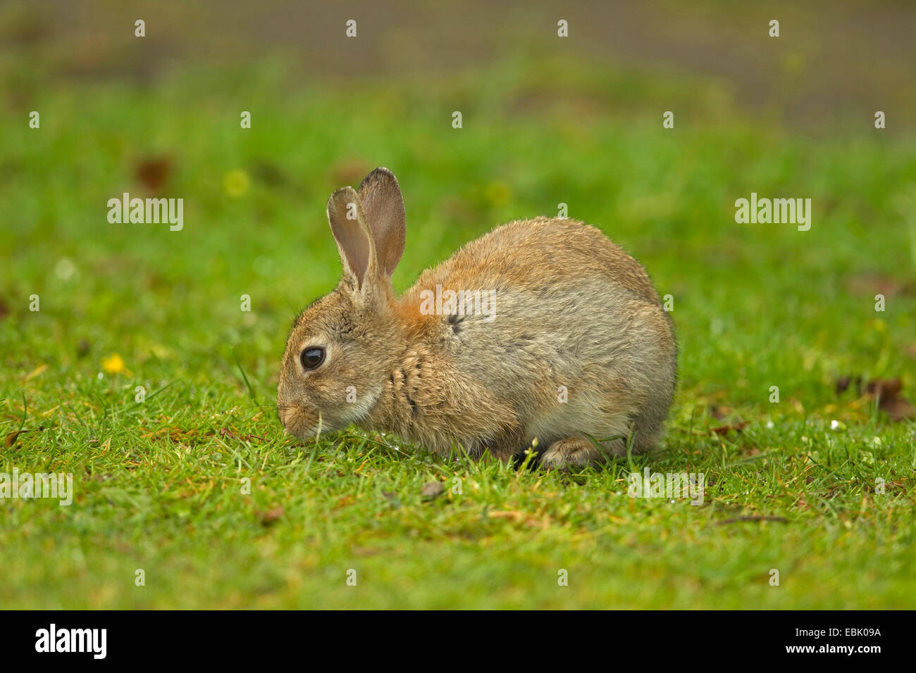 Europäischen Kaninchen (Oryctolagus Cuniculus), sitzen auf einer Wiese ...