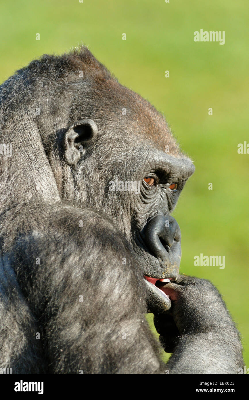 Flachlandgorilla (Gorilla Gorilla Gorilla), reißen seine Lippe Stockfoto