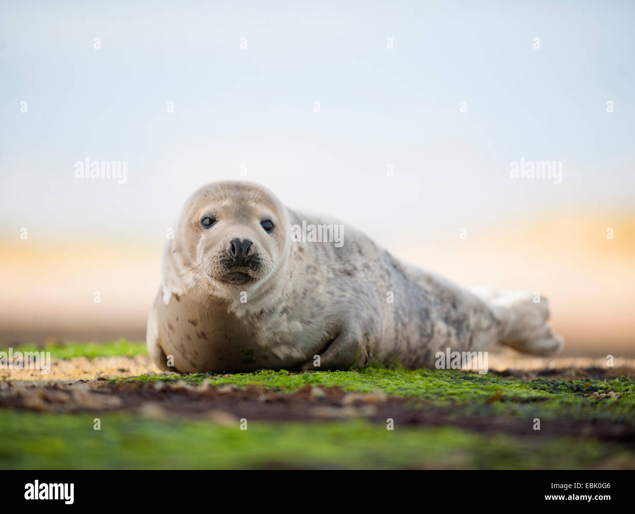 Porträt der Seehunde am Strand Stockfoto