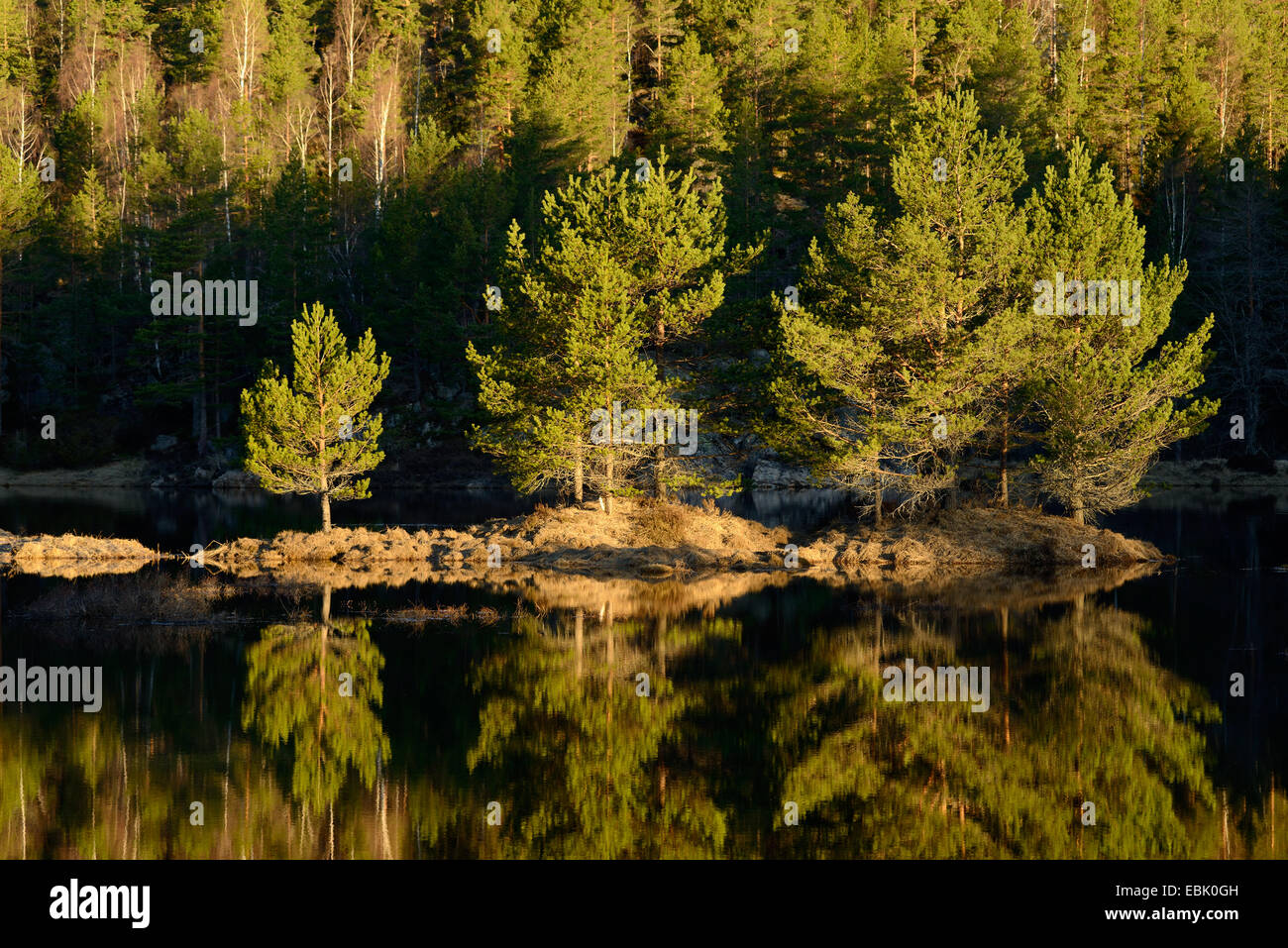 Bäume spiegeln sich in der ruhigen See, Rogaland County, Norwegen Stockfoto