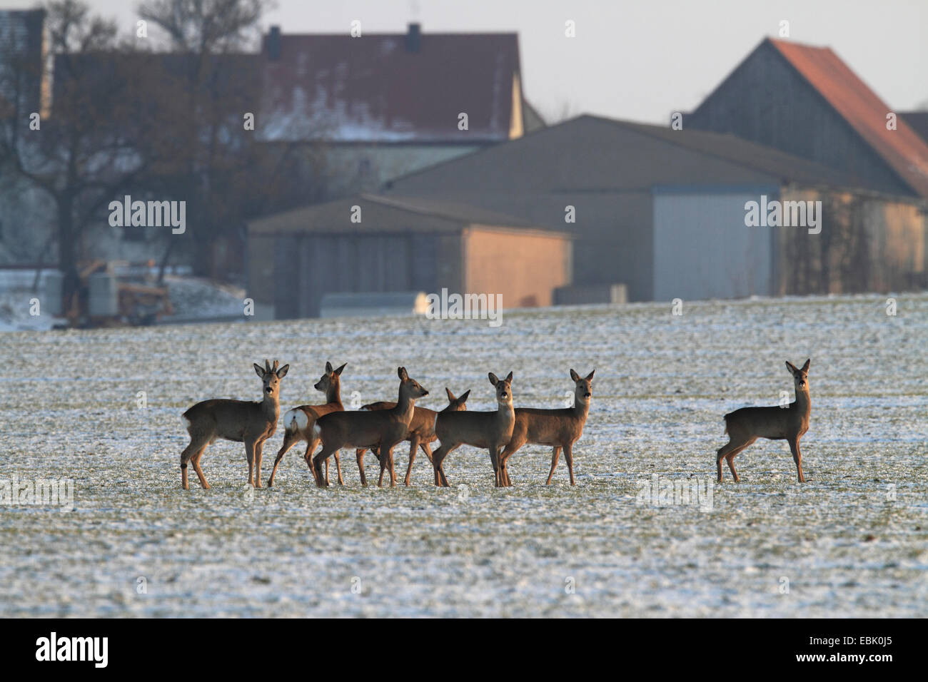 Reh (Capreolus Capreolus), Familiengruppe im Winter auf dem Schnee bedeckt Feld, Deutschland, Bayern Stockfoto
