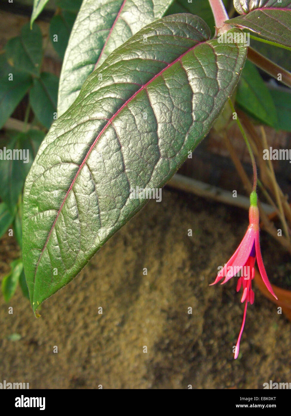 Fuchsie (Fuchsia Alpestris), Blume und Blatt Stockfoto