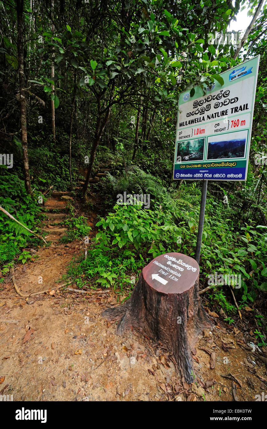 Mulawella Lehrpfad Pfad durch den Regenwald, Sri Lanka, Sinharaja Forest National Park Stockfoto