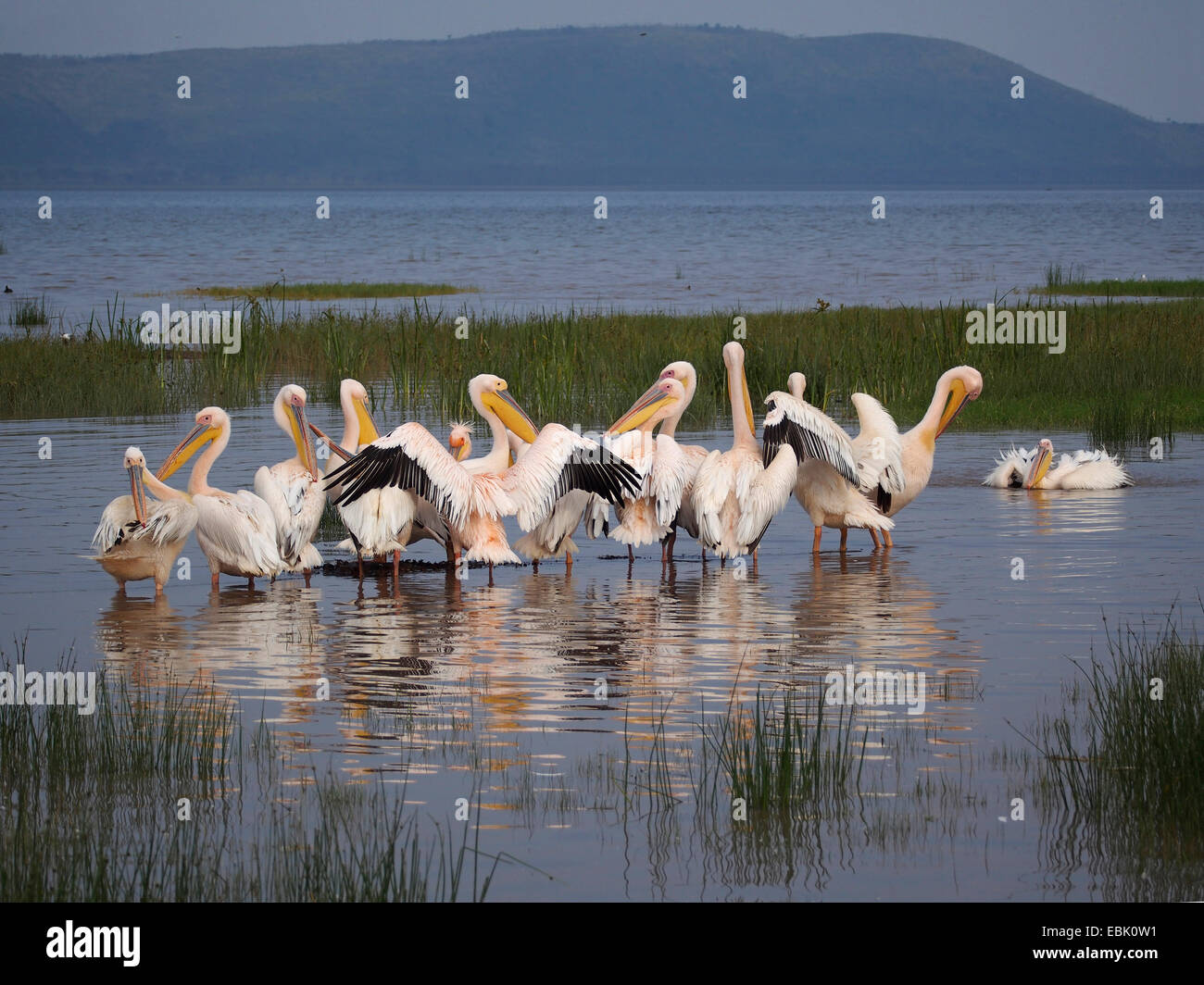 östlichen weißer Pelikan (Pelecanus Onocrotalus), vier Pelikane im Wasser dehnen Flügel, Kenia, Lake Nakuru National Park steht Stockfoto