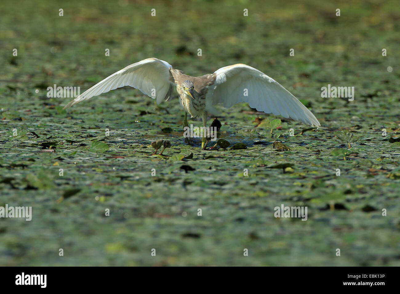 Squacco Heron (Ardeola Ralloides) Stockfoto