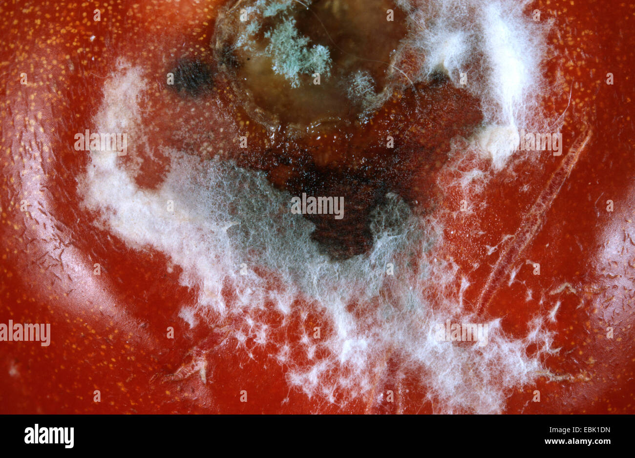 Tomaten-Garten Tomaten (Solanum Lycopersicum, Lycopersicon Esculentum), geformt, Edelschimmel Spec. Stockfoto