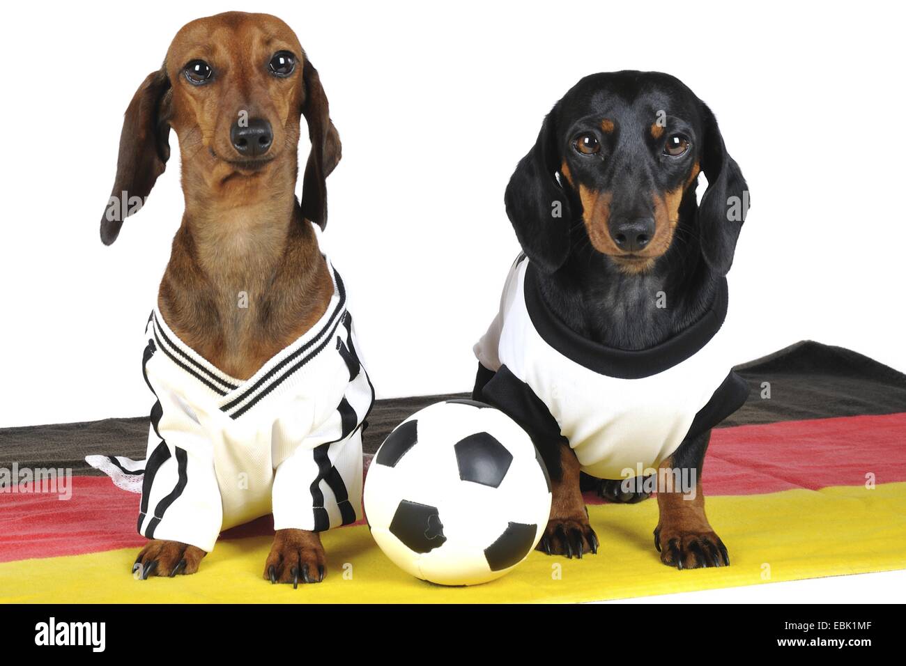 Kurzhaar-Dackel Kurzhaar-Dackel, Haushund (Canis Lupus F. Familiaris), zwei kurzhaarigen Dackel tragen Trikots mit einem Fußball in ihrer Mitte, Deutschland Stockfoto