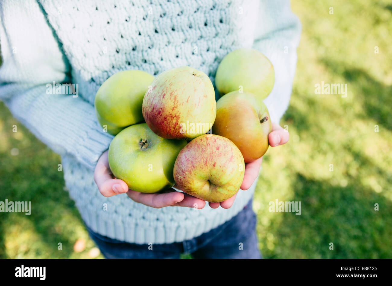 Mädchen in Händen hält, einheimische Äpfel Stockfoto