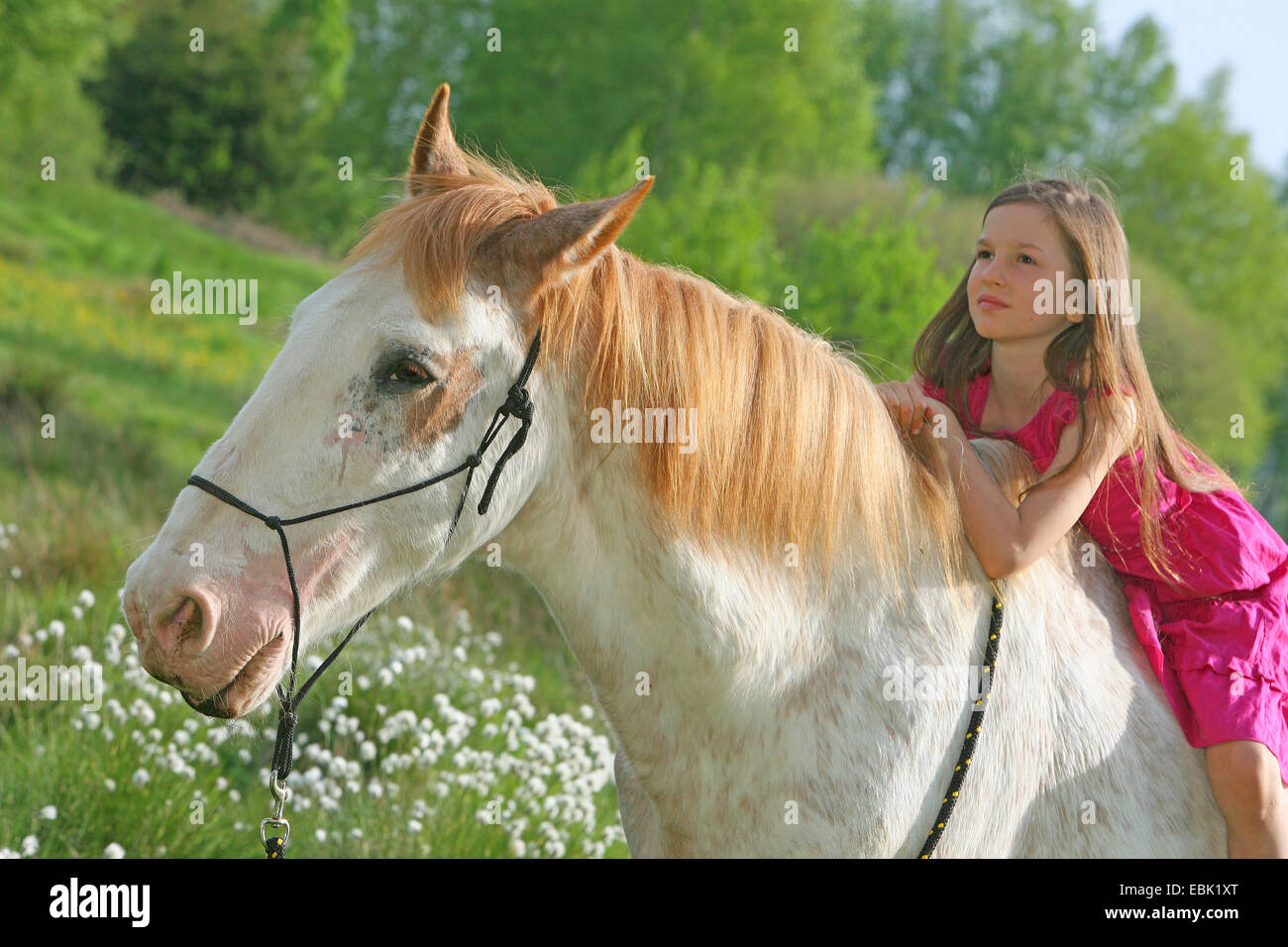 Criollo-Pferd (Equus Przewalskii F. Caballus), Mädchen sitzen auf einem Pferd, Deutschland Stockfoto