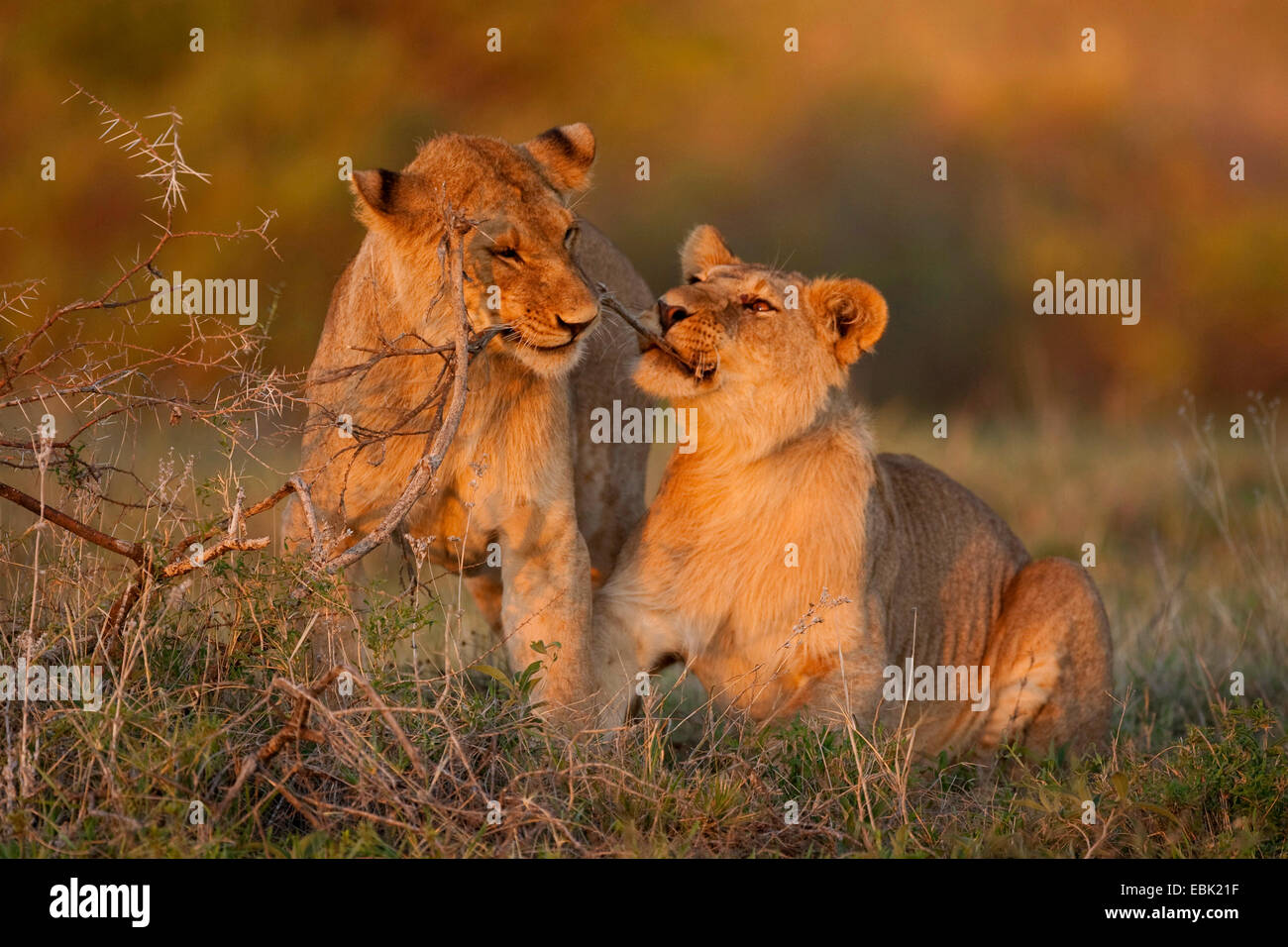 Löwe (Panthera Leo), zwei junge Löwen spielen, Tansania, Serengeti NP Stockfoto