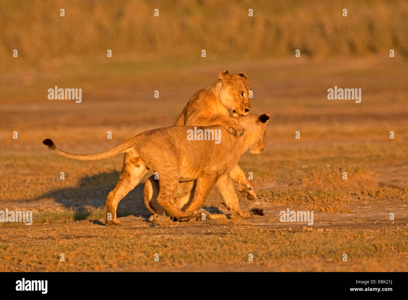 Löwe (Panthera Leo), zwei junge Löwen spielen kämpfen im Morgenlicht, Tansania, Serengeti NP Stockfoto