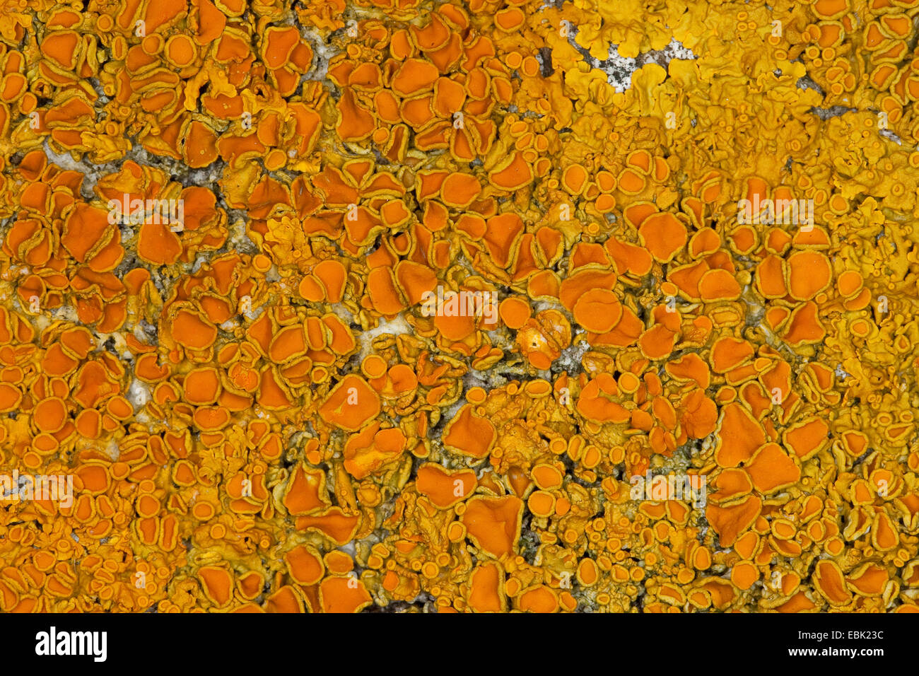 Gemeinsamen orangefarbenen Flechten, gelbe Skala, Maritime Sunburst Flechten, Shore Flechten, Goldener Schild Flechten (Xanthoria Parietina, Parmelia Parietina), auf einem küstennahen Felsen der Ostsee, Deutschland Stockfoto