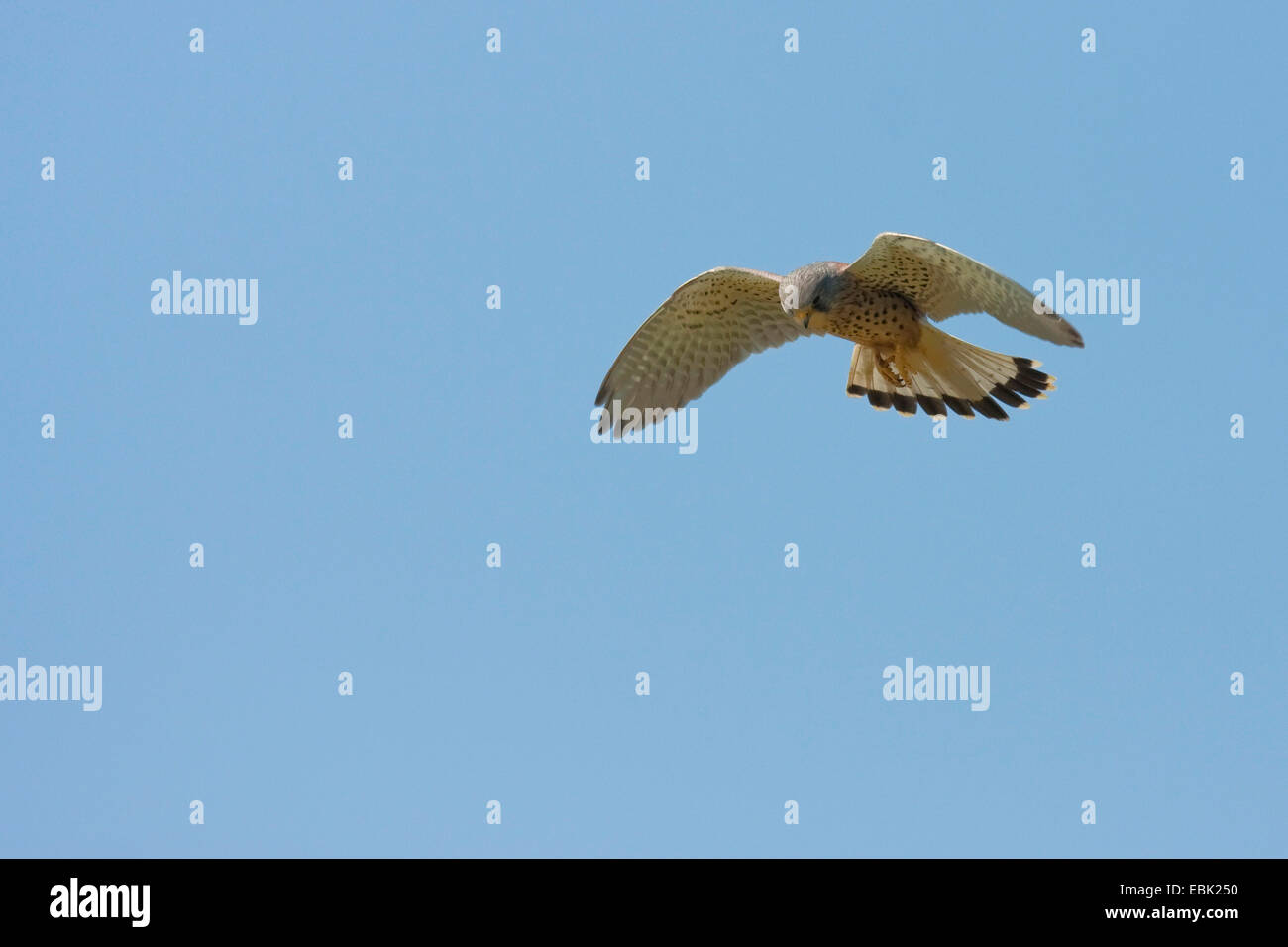 Turmfalken (Falco Tinnunculus), schwebt, Niederlande, Texel Stockfoto