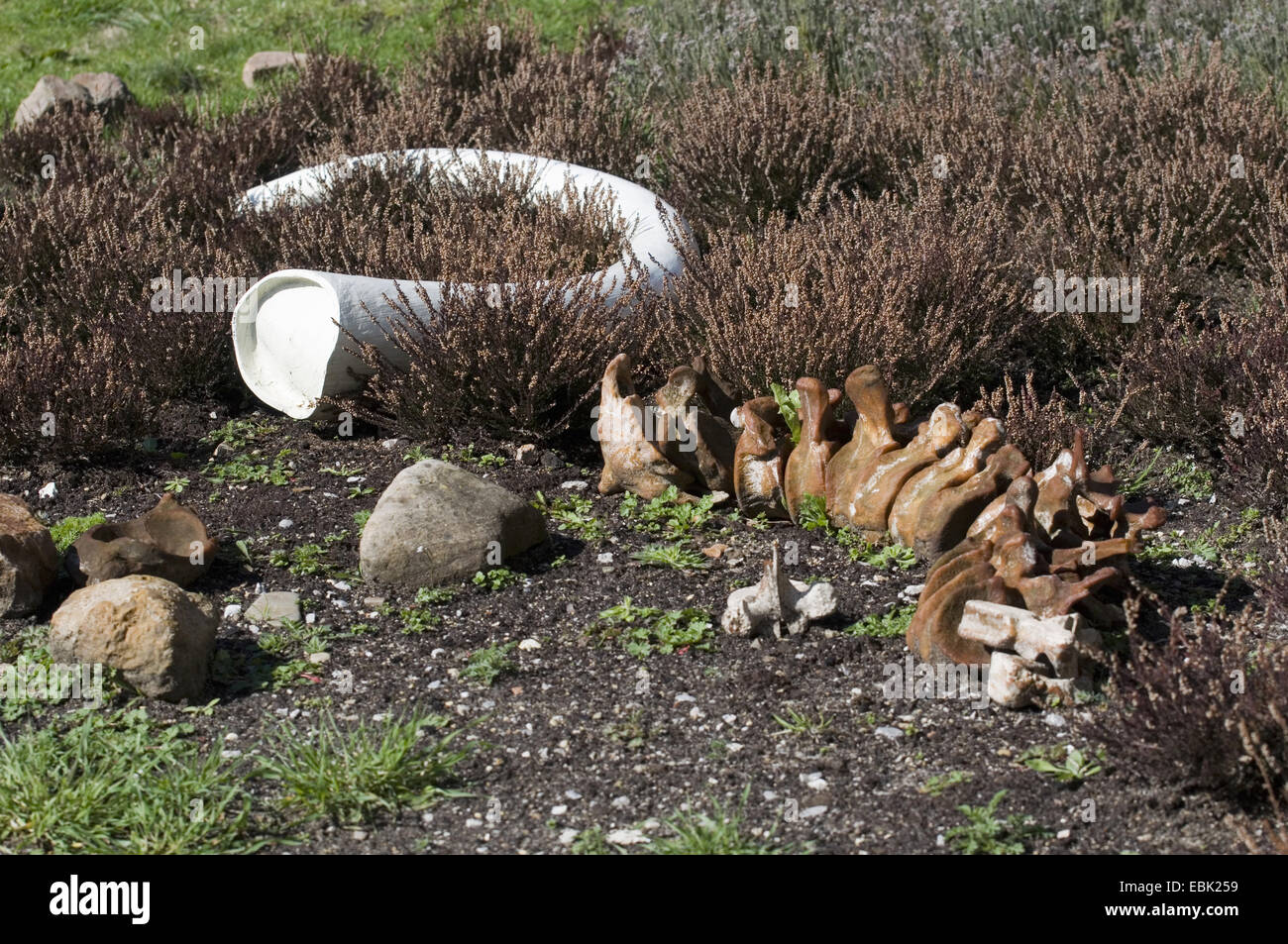 Knochen im Garten von Ice Age des Schlosses Salder, Deutschland