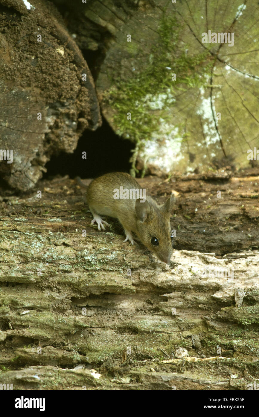 Rötelmaus (Clethrionomys Glareolus, Myodes Glareolus), auf einem Haufen verwesender Protokolle, Deutschland Stockfoto