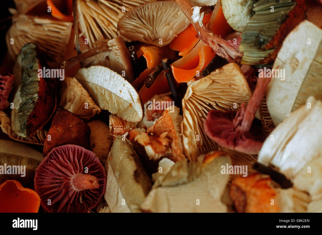 Pilz-Menü mit Bucht Bolete, Knoblauch Fallschirm, Algen Blenny, reißerische bolete Stockfoto