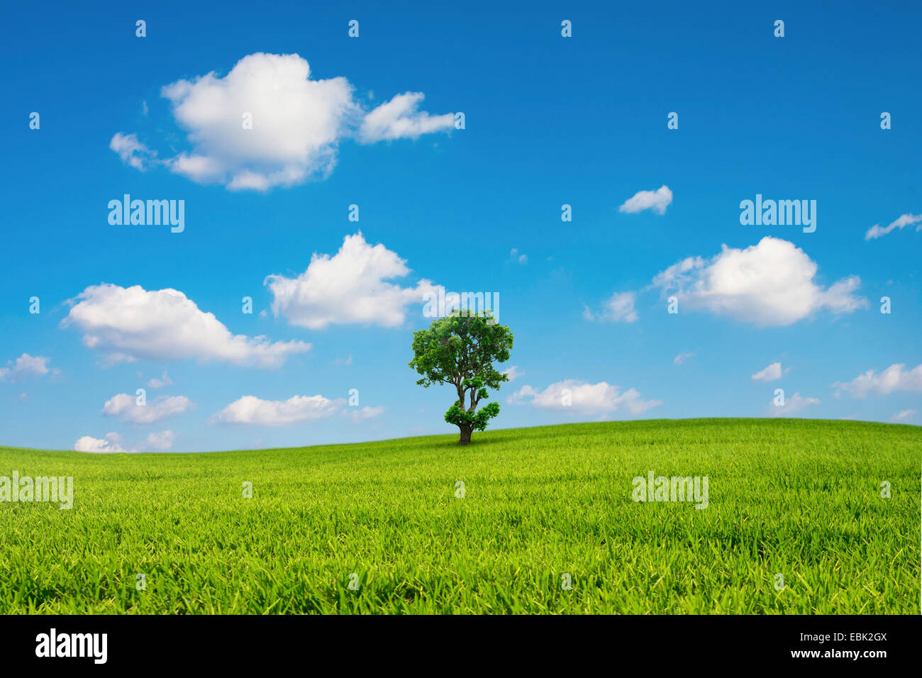 Grünen Wiese und Baum mit blauen Himmel Wolke Stockfoto