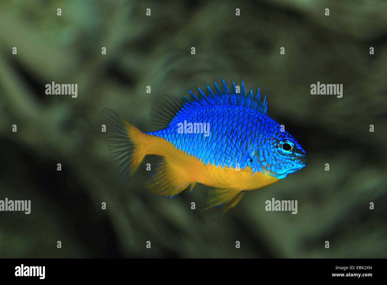 Azure Riffbarsche, Hälfte-blaue Demoisellen (Chrysiptera Hemicyanea), Schwimmen am Riff Stockfoto