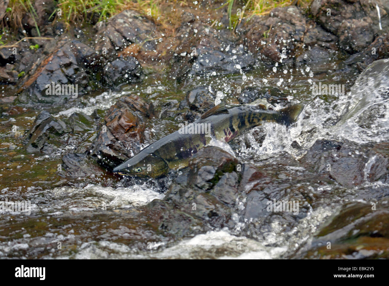 Chum Lachs (Oncorhynchus Keta), Fisch Lachs Migration in Eagle River, USA, Alaska, Tongass National Forest Stockfoto