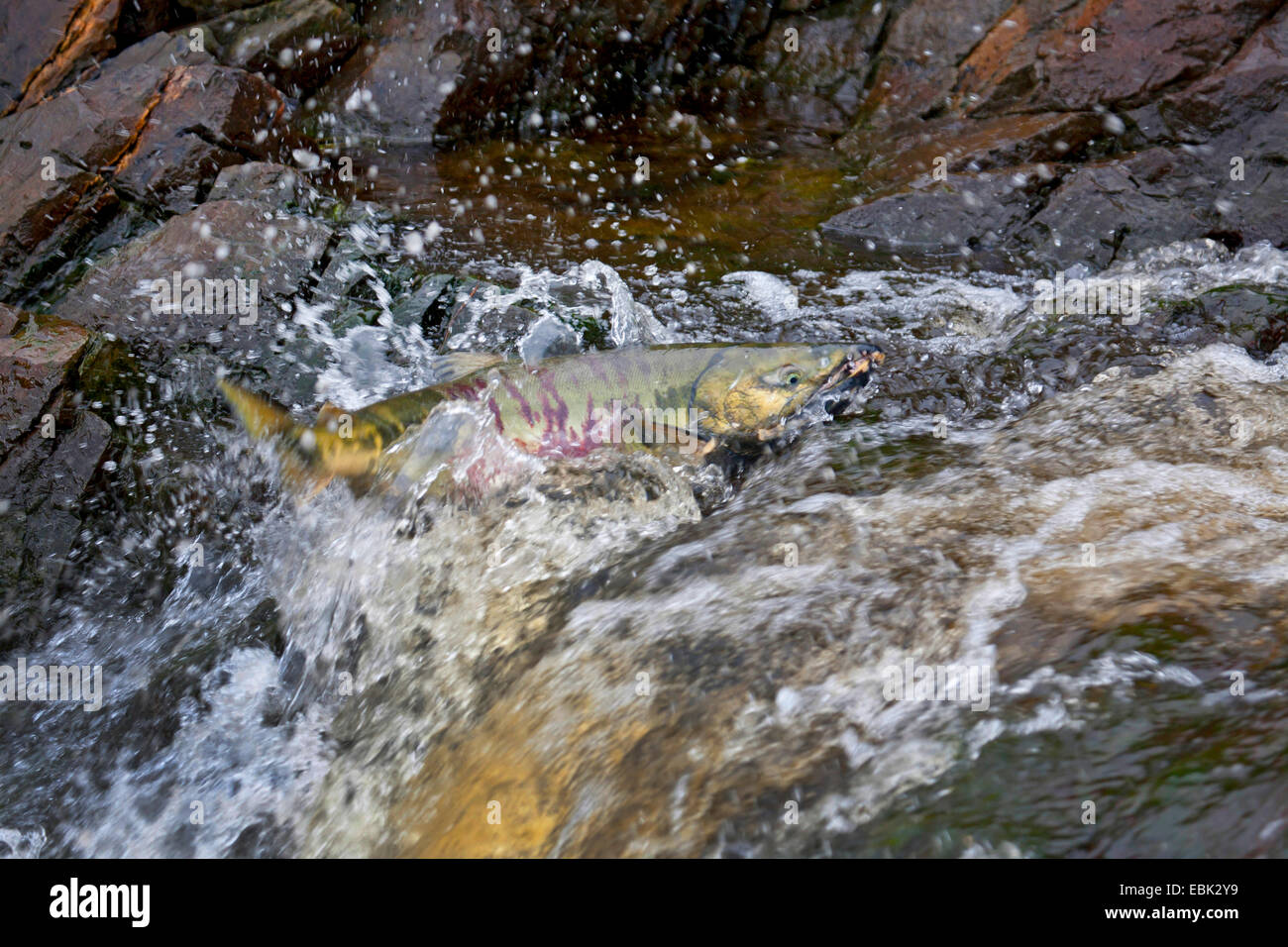 Chum Lachs (Oncorhynchus Keta), Fisch Lachs Migration in Eagle River, USA, Alaska, Tongass National Forest Stockfoto