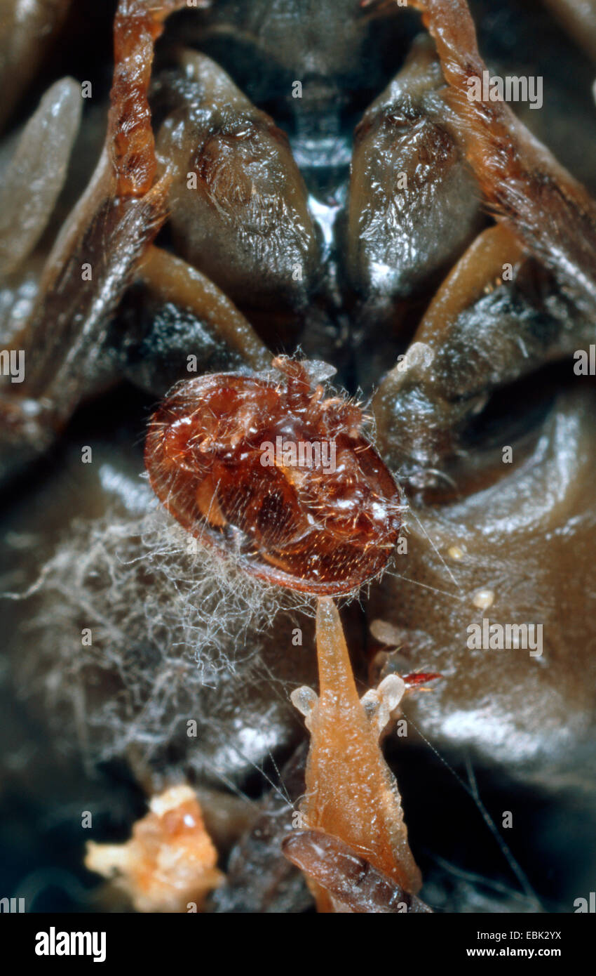 Varroa-Milbe (Varroa Destructor, Varroa Jacobsoni), Parasit auf Honigbiene, Deutschland Stockfoto