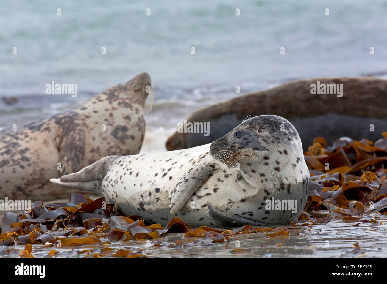 Harbor Seal, Seehunde (Phoca Vitulina), Seehunde am Strand, Kegelrobben im Hintergrund, Deutschland, Schleswig-Holstein, Helgoland, Schleswig-Holstein-Nationalpark Wattenmeer Stockfoto