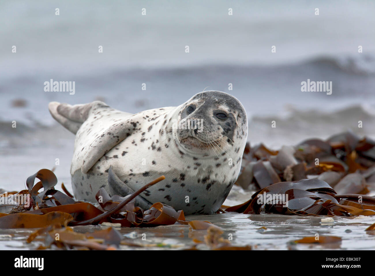 Harbor Seal, gemeinsame Dichtung (Phoca Vitulina), zwei Hafen dichtet schlafen am Strand, Deutschland, Schleswig-Holstein, Helgoland, Schleswig-Holstein-Nationalpark Wattenmeer Stockfoto