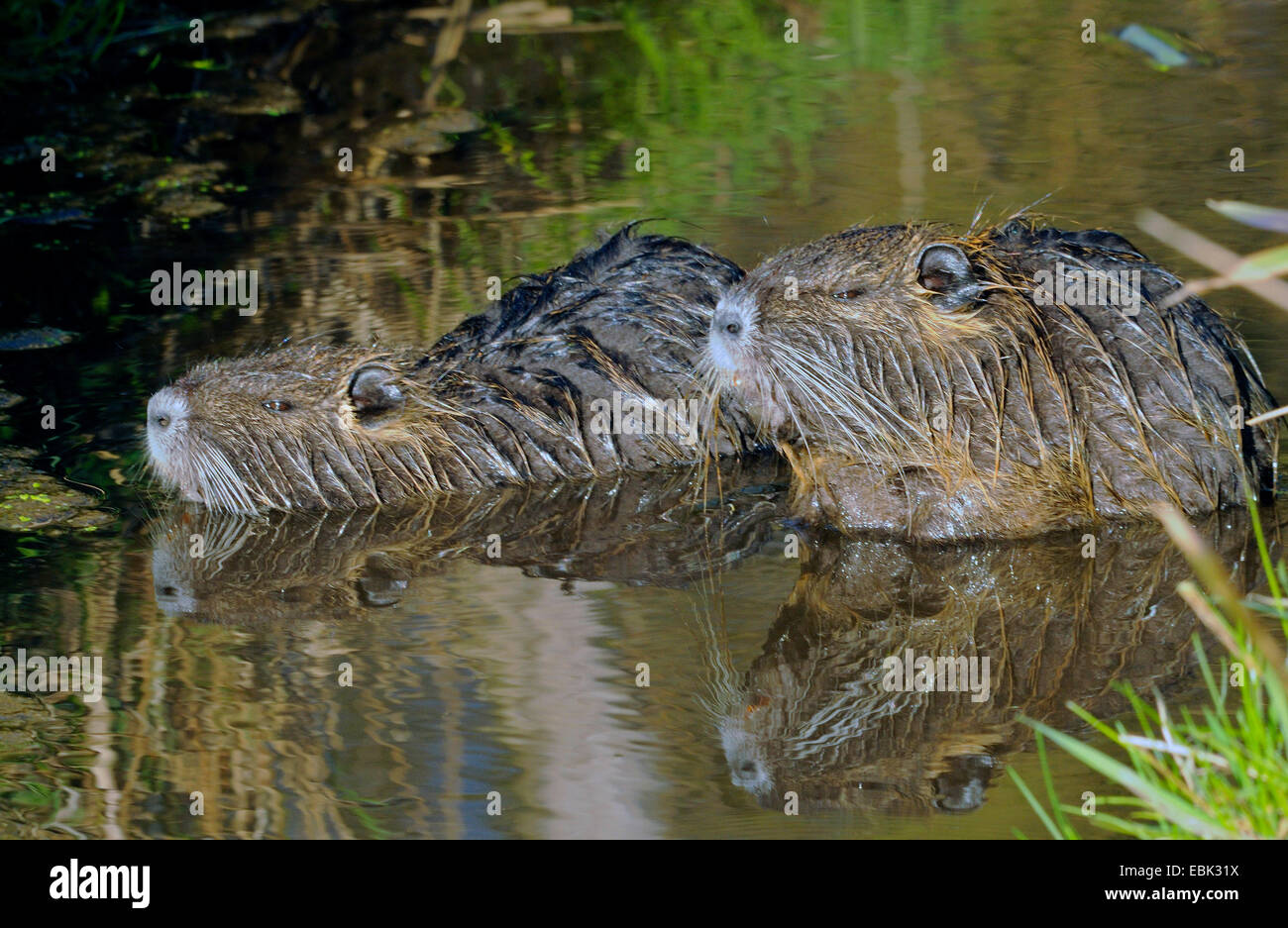 Nutrias, Nutria (Biber brummeln), zwei Sumpfbiber am Ufer Flusses, Deutschland, Lippe Stockfoto