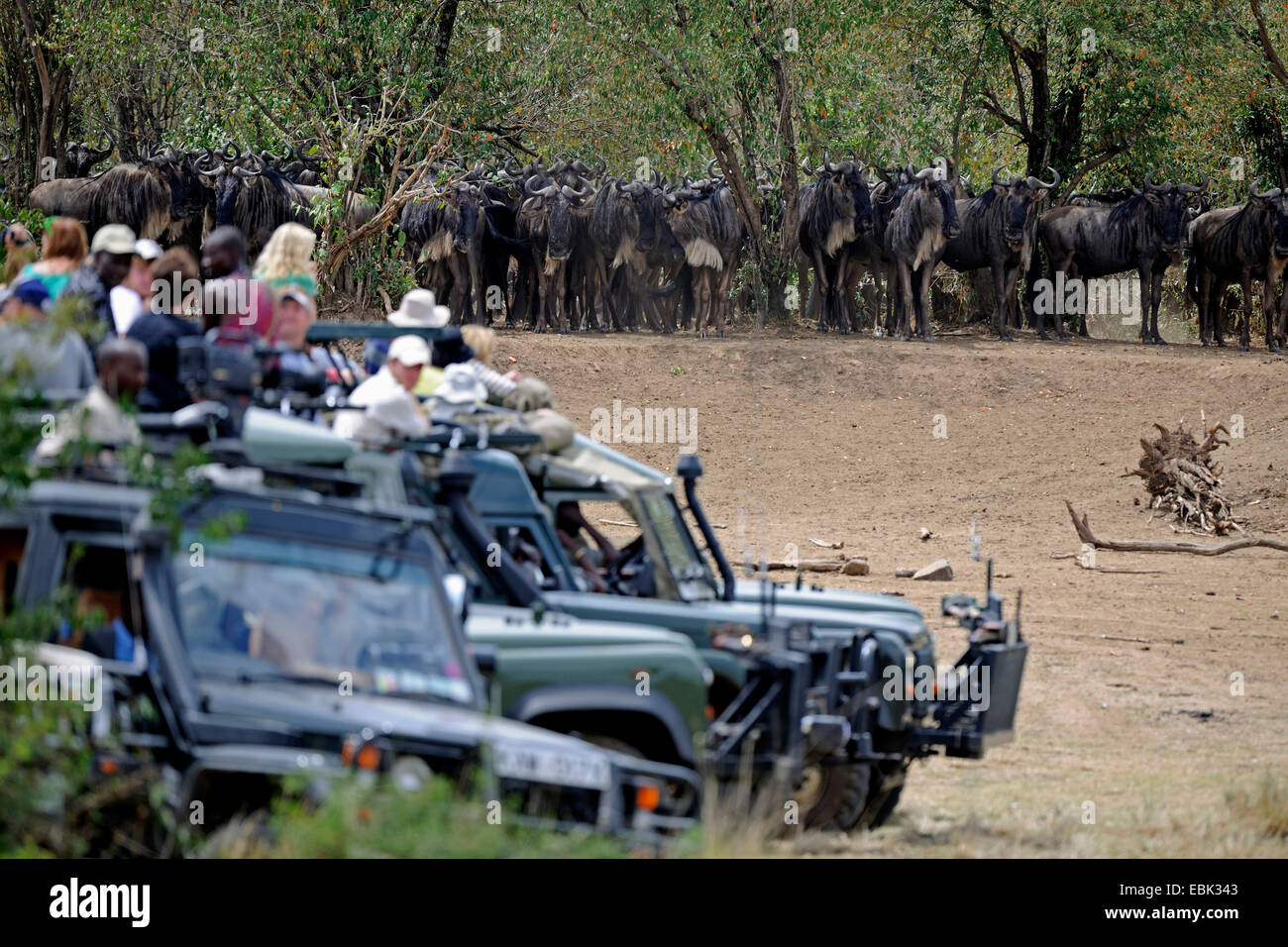 blau, gestromt Gnu, weißen bärtigen Gnus (Connochaetes Taurinus), Gnus, Touristen in Bussen beobachten Gnu Migration, Kenia, Masai Mara Nationalpark Stockfoto