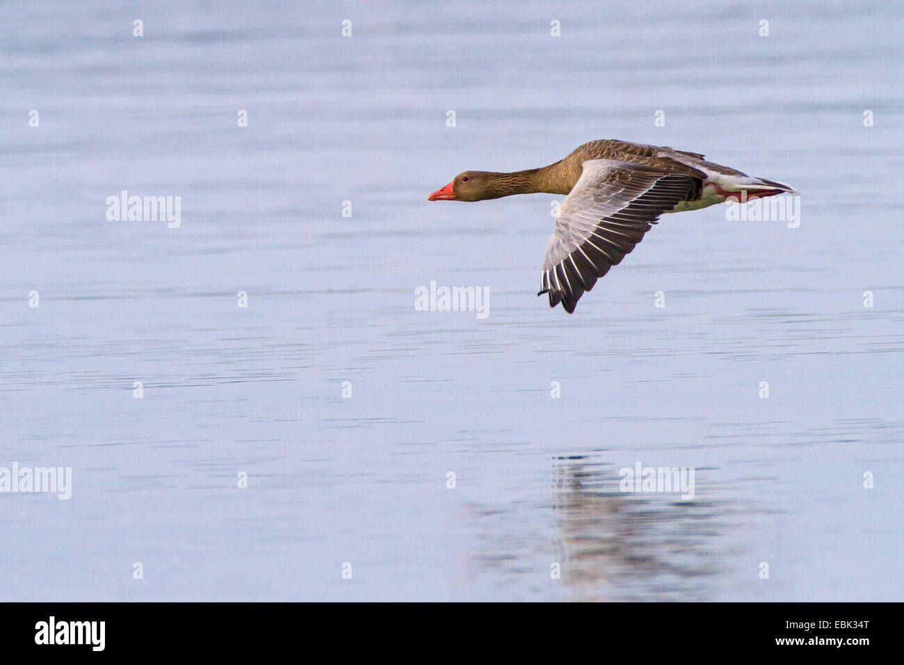 Graugans (Anser Anser), fliegen in der Nähe des See Oberfläche, Deutschland, Bayerns, See Chiemsee Stockfoto