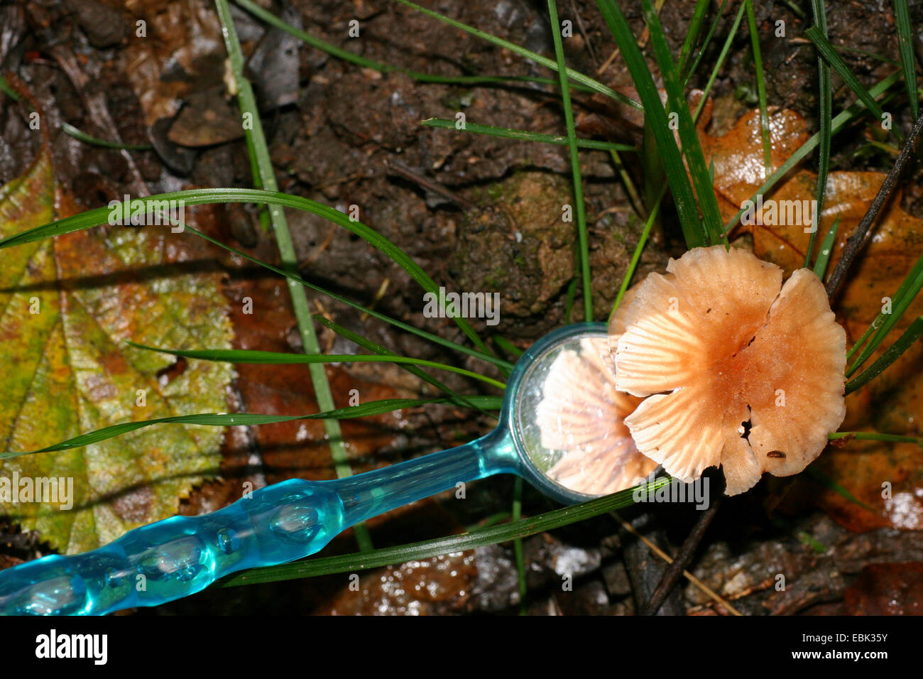 Prüfung/Bestimmung eines Pilzes in der Natur mit einem Zahnarzt Spiegel, Deutschland Stockfoto