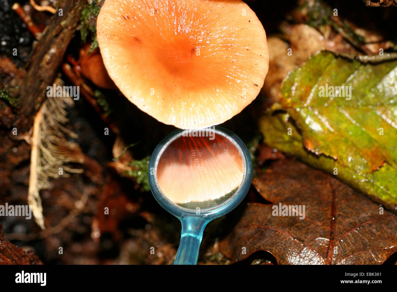 Prüfung/Bestimmung eines Pilzes in der Natur mit einem Zahnarzt Spiegel, Deutschland Stockfoto