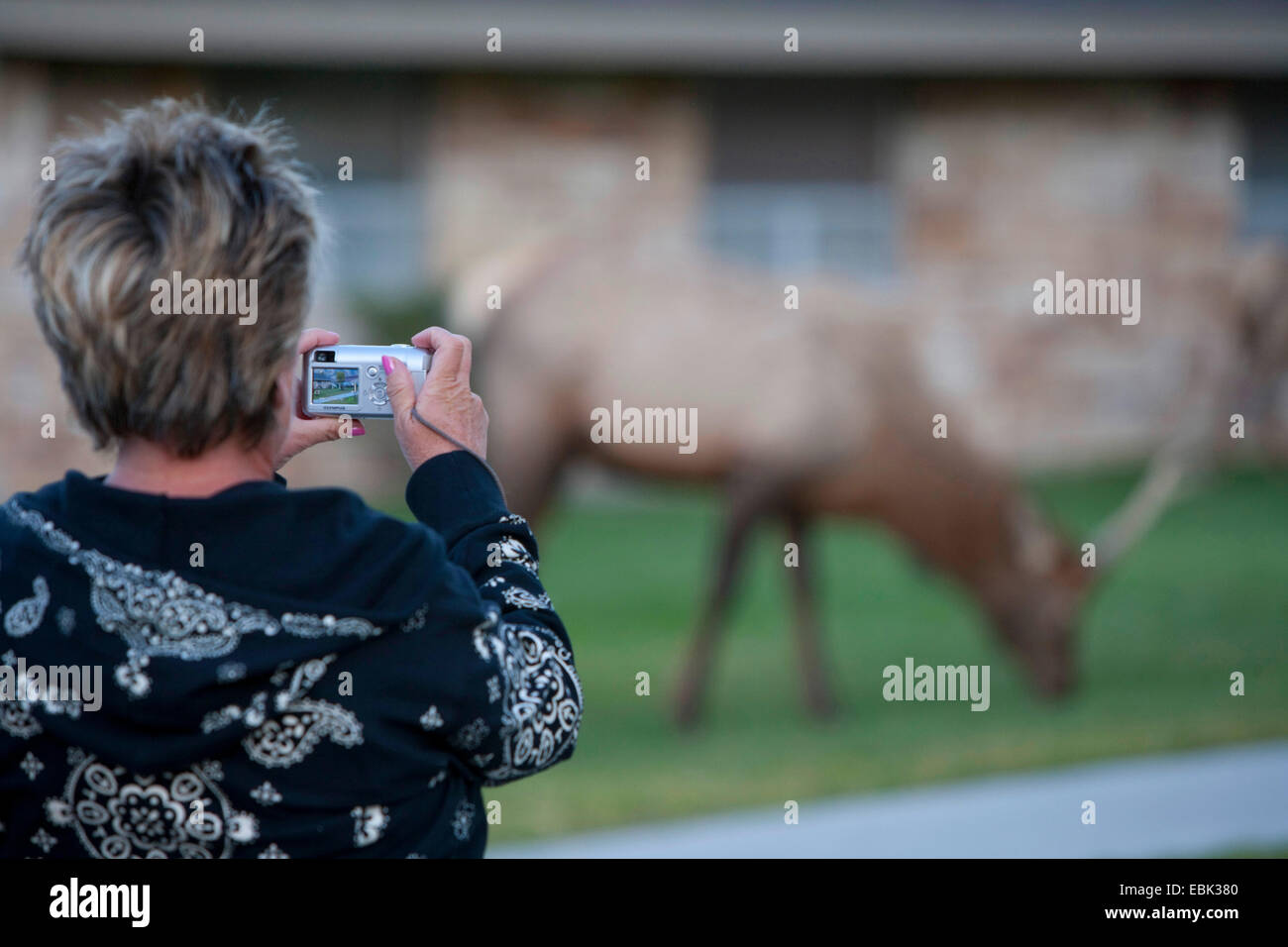 Wapiti, Elche (Cervus Elaphus Canadensis, Cervus Canadensis), weibliche Touristen nah an Stier Elch und fotografieren, Yellowstone-Nationalpark, Mammoth Hot Springs Stockfoto