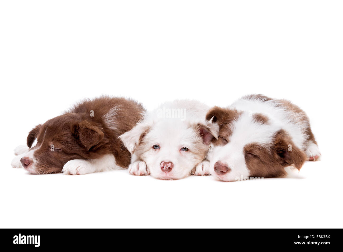 drei schlafen Border-Collie-Welpen in einer Reihe vor einem weißen Hintergrund Stockfoto