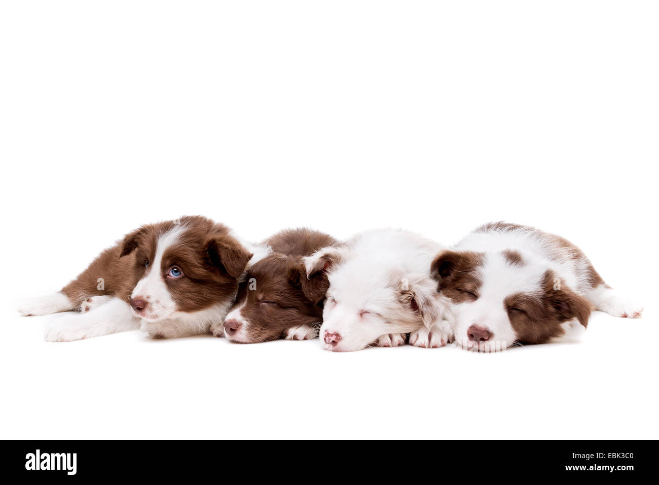 vier schlafen Border-Collie-Welpen in einer Reihe vor einem weißen Hintergrund Stockfoto