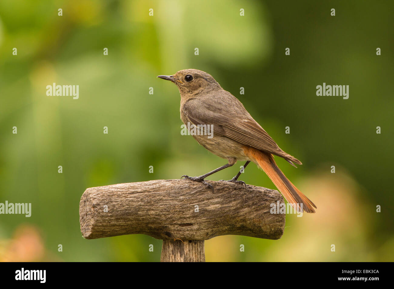 Hausrotschwanz (Phoenicurus Ochruros), Weibchen auf einen Spaten, Deutschland, Bayern Stockfoto