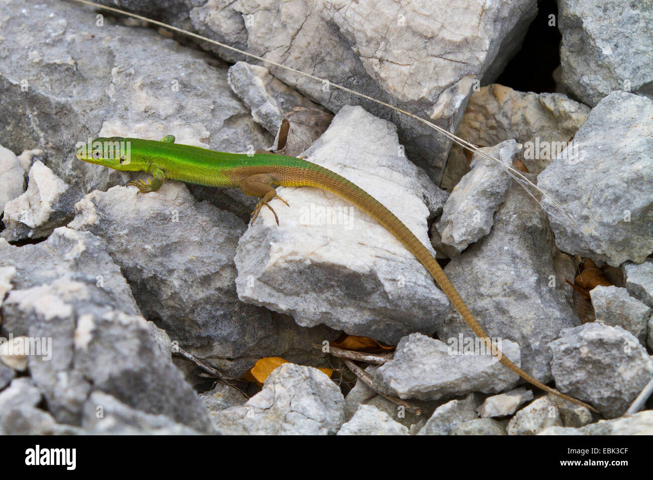 Dalmatinischen Mauereidechse (Podarcis Melisellensis Fiumana, Lacerta Melisellensis Fiumana) auf schwer Boden, Kroatien, Istrien Stockfoto